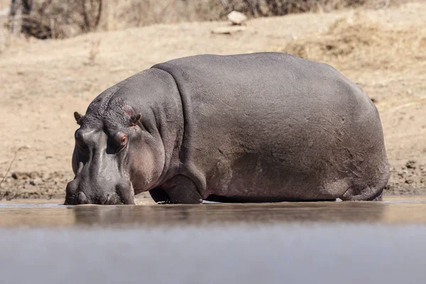 Hipopótamo Animal Hipopótamo Vida Selvagem — Fotografia de Stock