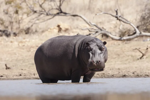 Hippopotamus Animal Hippo Wild Life — Stock fotografie
