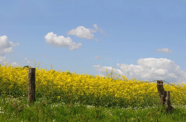 Vista Panoramica Dell Agricoltura Campagna — Foto Stock