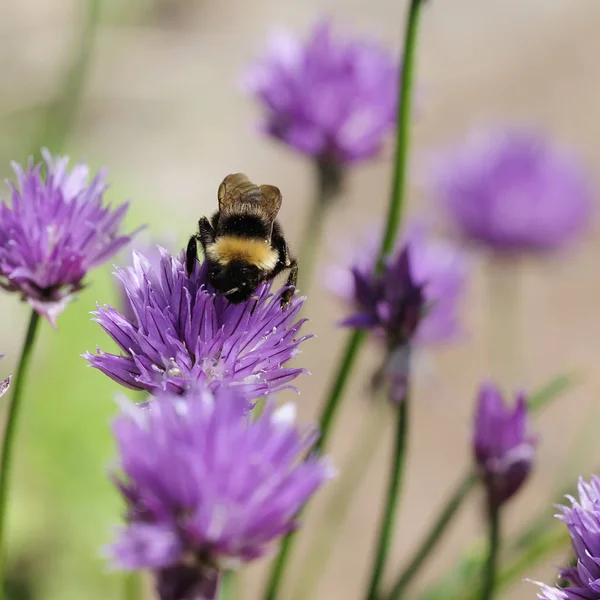 Close Uitzicht Mooie Hommel Insect — Stockfoto