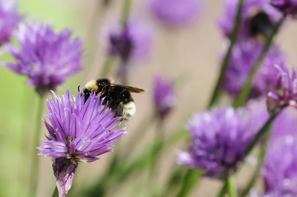 Vue Rapprochée Bel Insecte Bourdon — Photo