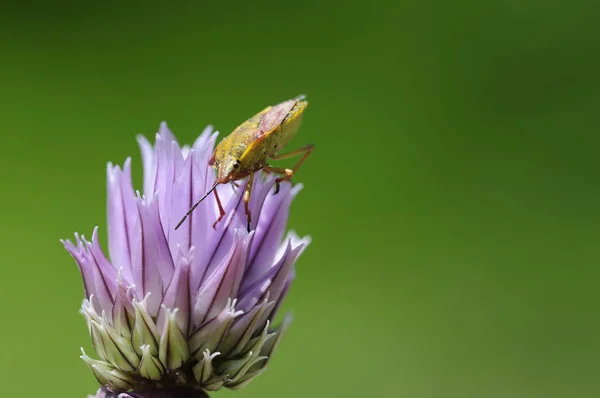 Vista Cerca Los Insectos Naturaleza — Foto de Stock