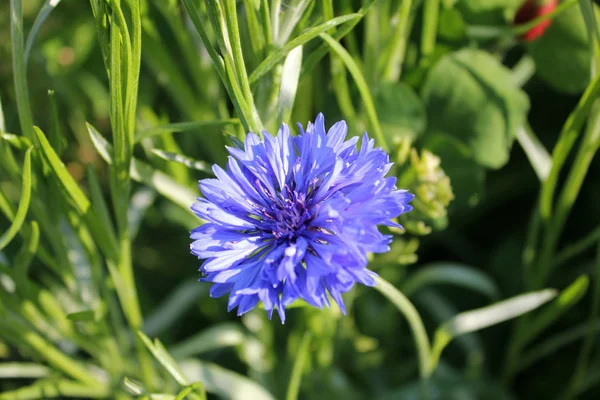 Vue Panoramique Belle Fleur Bleuet — Photo