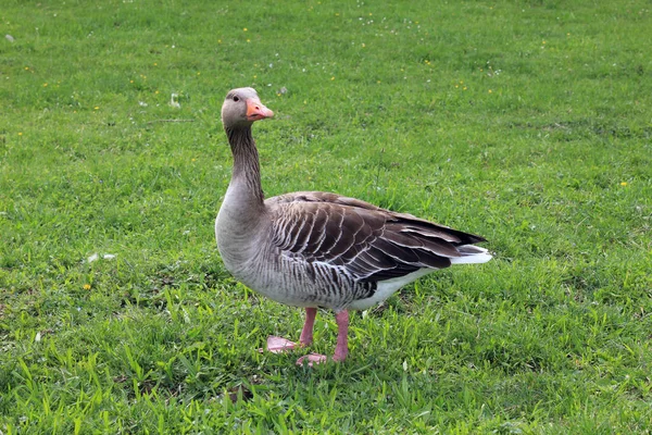 Vue Panoramique Magnifiques Graugans Oiseaux Nature — Photo