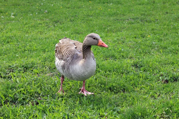 Vogelthema Malerischer Schuss — Stockfoto