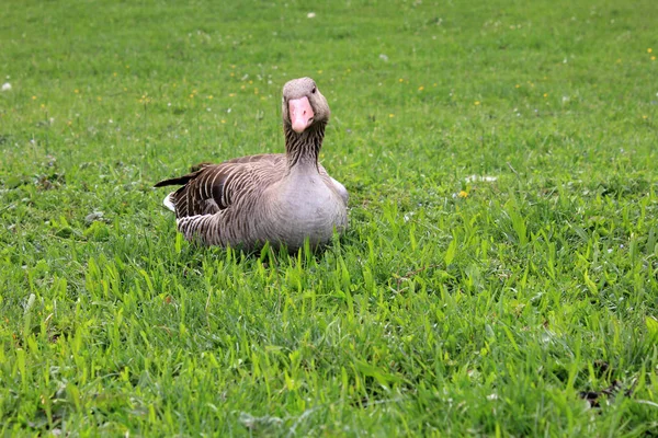 Scenic View Goose Bird Nature — Stock Photo, Image