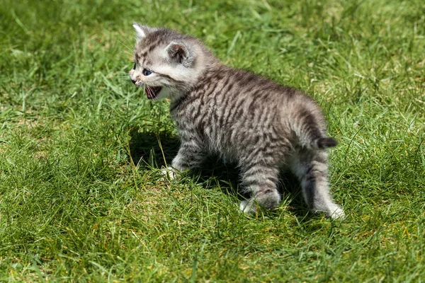 Little Cat Cute Small Animal — Stock Photo, Image