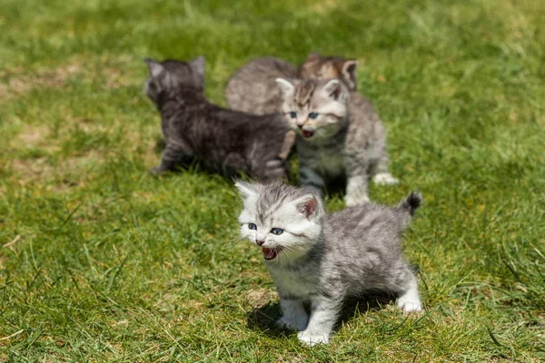 小猫咪 可爱的小动物 — 图库照片