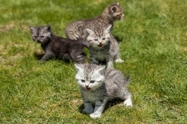 Pequeño Gato Pequeño Lindo Animal — Foto de Stock