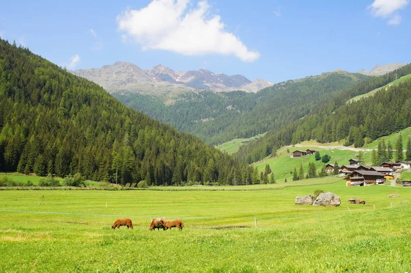 Ultental Południowym Tyrolu Schafweide — Zdjęcie stockowe