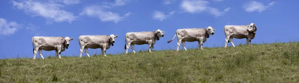 Scénický Pohled Roztomilé Domácí Krávy — Stock fotografie