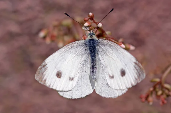 Vue Rapprochée Beau Papillon Coloré — Photo