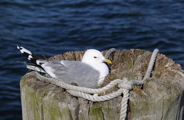 Vue Panoramique Magnifique Oiseau Mouette Mignon — Photo