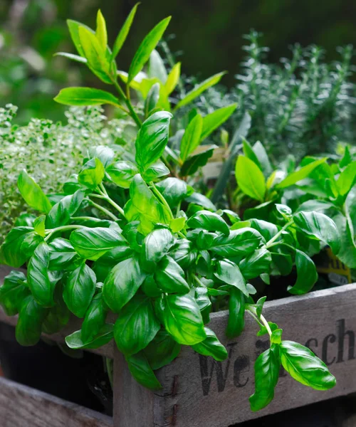 Albahaca Orgánica Fresca Creciendo Una Caja Madera Rústica Junto Con — Foto de Stock