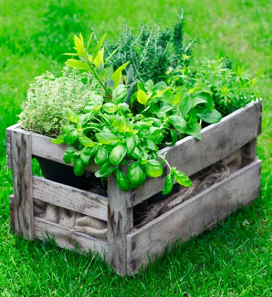 Rustic wooden crate on a lush garden lawn filled with fresh growing herbs as both an ornamental feature and for use in the kitchen