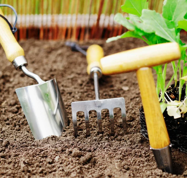 Outils Jardinage Pour Transplantation Plantules Désherbage Surfaces Petites Comme Jardin — Photo