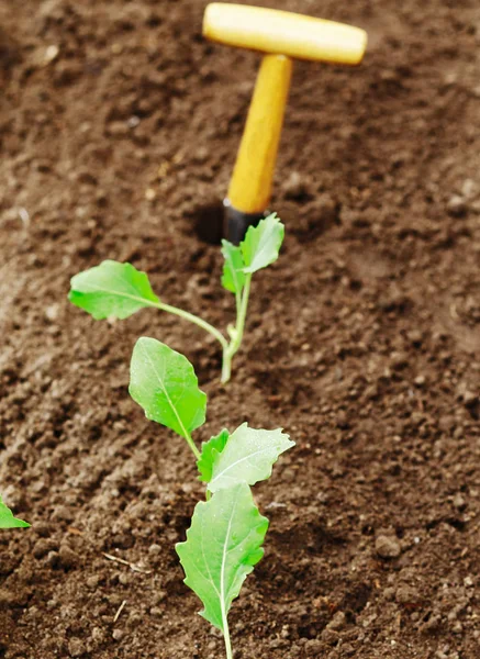 Rangée Plantules Nouvellement Transplantées Dans Terre Fraîchement Retournée Râpée Dans — Photo