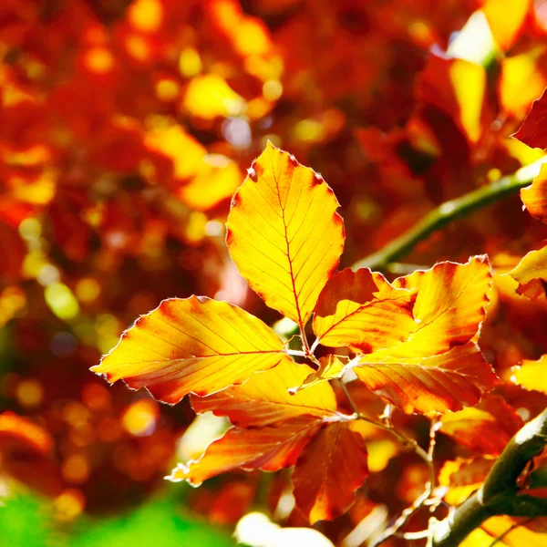 Hojas Haya Otoño Otoño Color Naranja Intenso Luz Del Sol — Foto de Stock