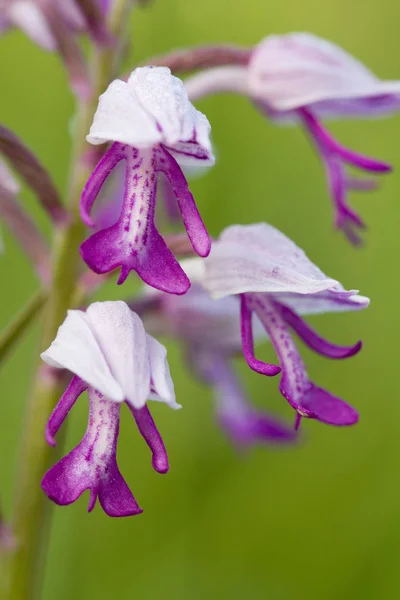 Orchidej Militaris Vojenská Orchidej — Stock fotografie