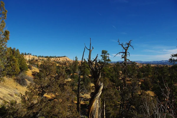 Bryce Canyon Nationalpark Mit Sandstein — Stockfoto