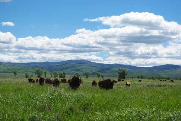 Buffalo Herbívoros Animais Vida Selvagem — Fotografia de Stock