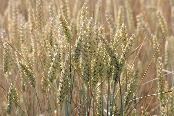 Vetefält Spannmålsodling Landsbygdslandskap — Stockfoto