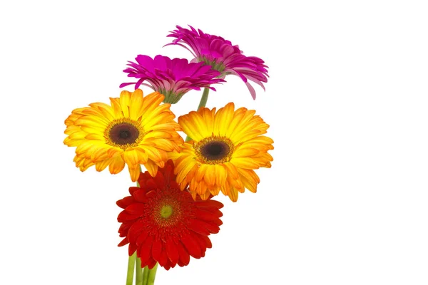 Krásná Gerbera Sedmikráska Okvětní Lístky — Stock fotografie