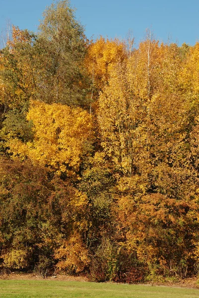 Tree Autumn Colours — Stock Photo, Image