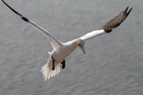 Vista Panoramica Uccello Gannet Natura — Foto Stock