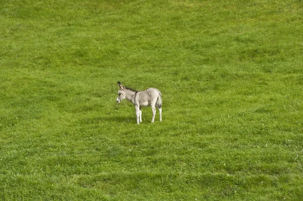 Burro Murgtal Forbach Floresta Negra Baden Wuerttemberg Alemanha Europa — Fotografia de Stock