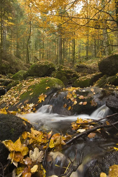 Flora Van Het Wilde Bos Overdag — Stockfoto