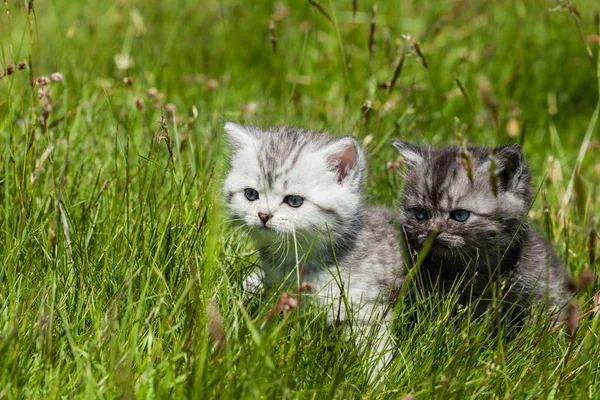 Kleine Katze Niedliches Tierchen — Stockfoto