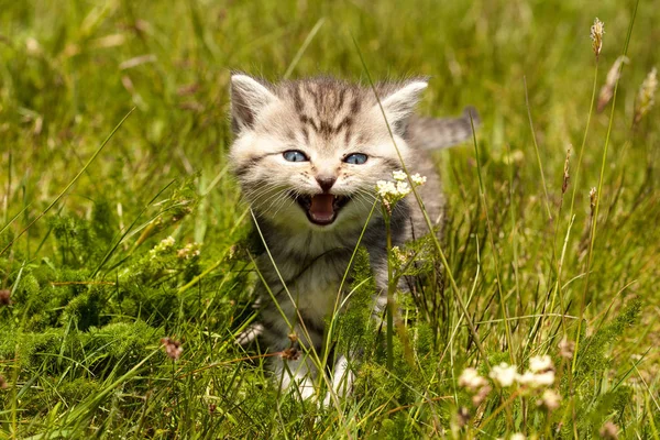 小さな猫かわいい小さな動物 — ストック写真