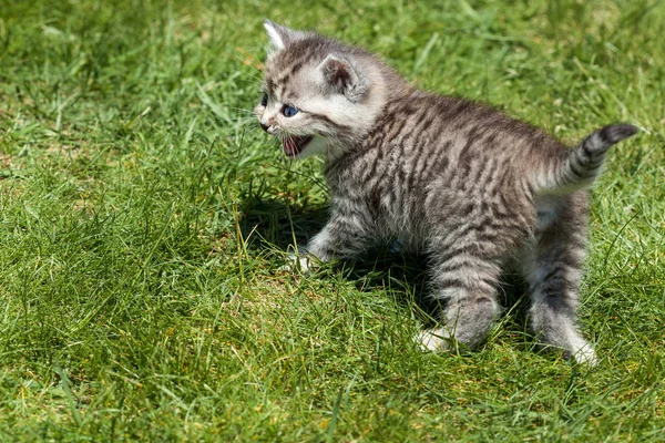 Little Cat Cute Small Animal — Stock Photo, Image
