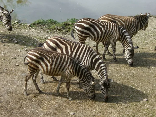 Zwart Wit Zebra Dieren — Stockfoto