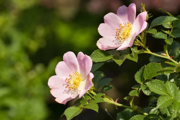 Różowy Anemon Kwiat Krzewie Jako Roślina Ozdobna — Zdjęcie stockowe