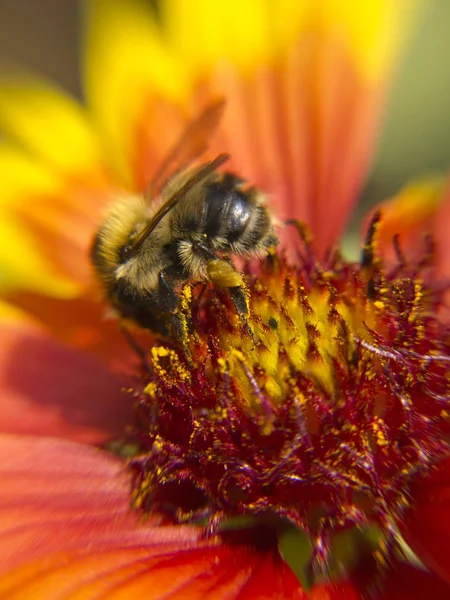 Close Uma Flor Galinha Com Uma Abelha — Fotografia de Stock