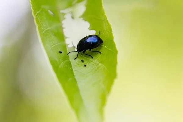 Gros Plan Bug Nature Sauvage — Photo