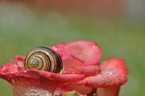 Slow Snail Slimy Animal — Stock Photo, Image