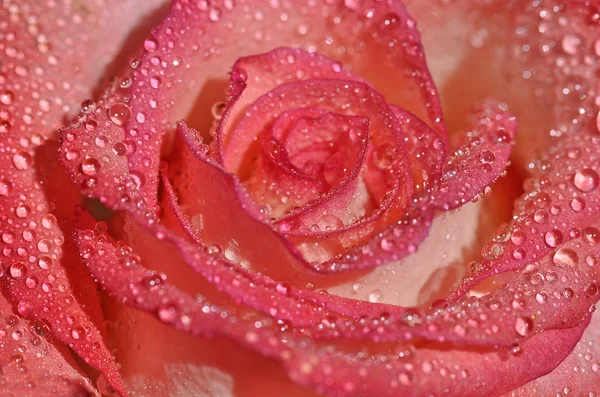 Schöne Blumen Blumiges Konzept Hintergrund — Stockfoto