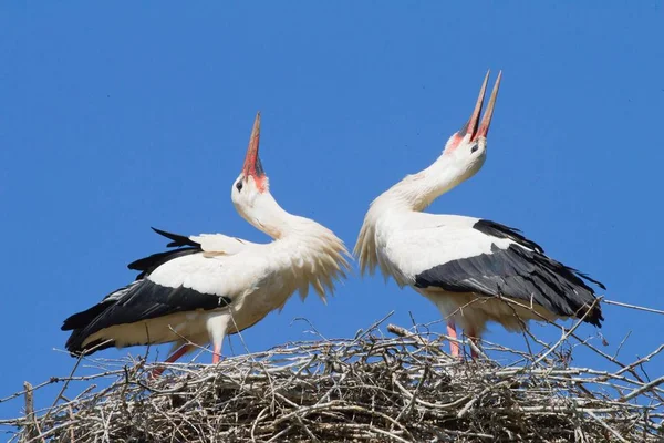 Vue Panoramique Cigogne Blanche Nature Sauvage — Photo