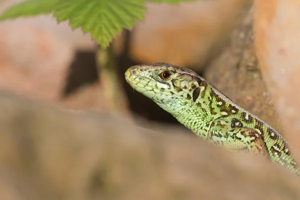 Areia Lagarto Cobra Zauneidechse — Fotografia de Stock