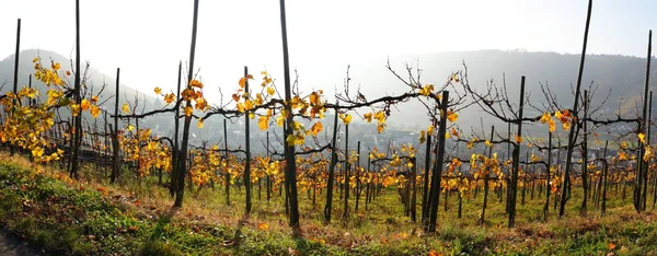 Countryside Vineyards Agriculture Grapevine Plants — Stock Photo, Image