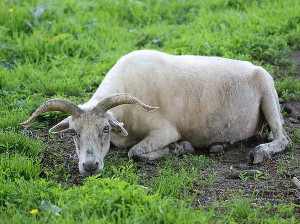 Fraîchement Écourté Valachien Dans Tierpark Sababurg — Photo