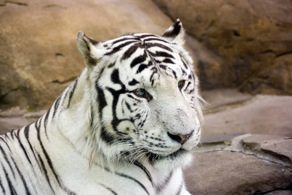 White Tiger Green Eyes Stock Picture