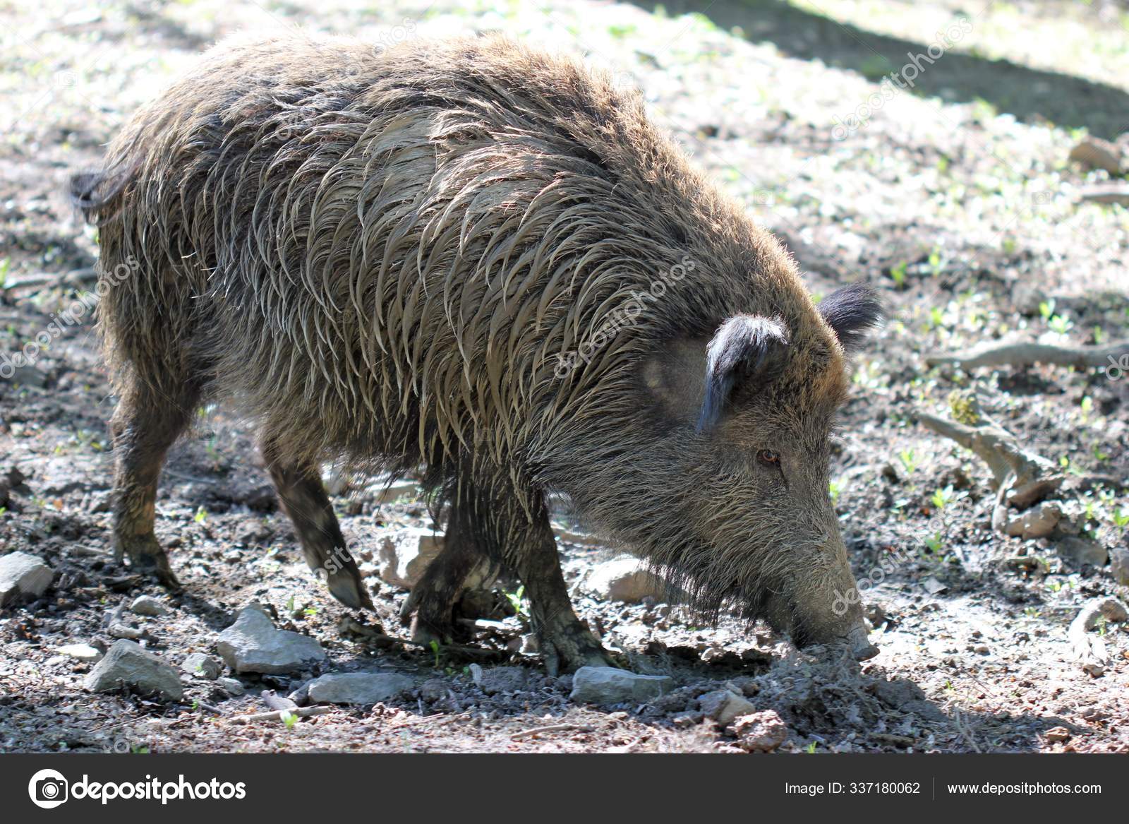 Wild boars in the mud Stock Photos, Royalty Free Wild boars in the mud  Images | Depositphotos