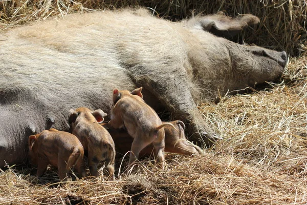 Wollschwein Mit Neugeborenen Ferkeln — Stockfoto