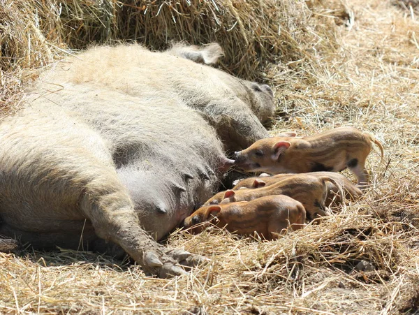 태어난 돼지와 아이리 시바인 — 스톡 사진