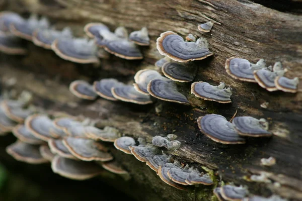 Pilze Auf Dem Baum — Stockfoto
