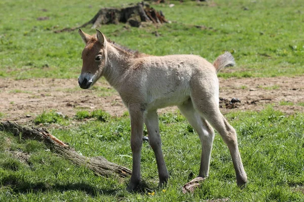 Pasgeboren Przewalskifohlen Tierpark Sababurg — Stockfoto